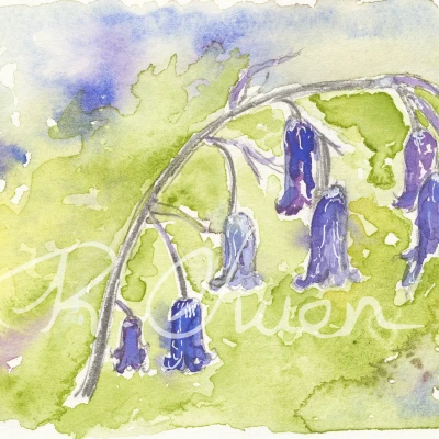 Bluebells-A3 by Welsh artist Rhian Owen