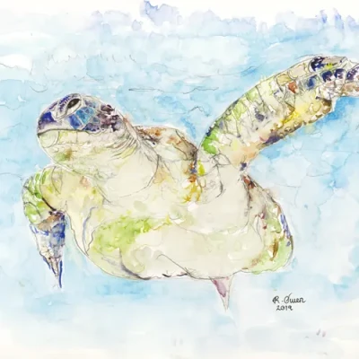 Turtle by Welsh artist Rhian Owen